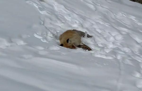“网红狐狸死在雪地里”？景区回应