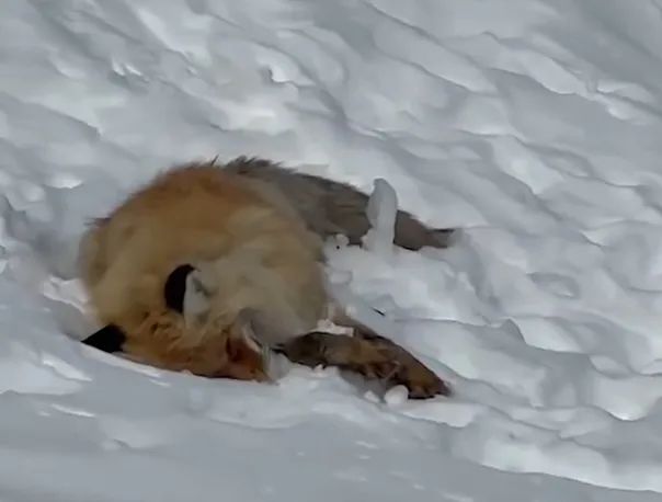 雪地里狐狸的故事_网红狐狸死在雪地里_雪地里的红狐狸