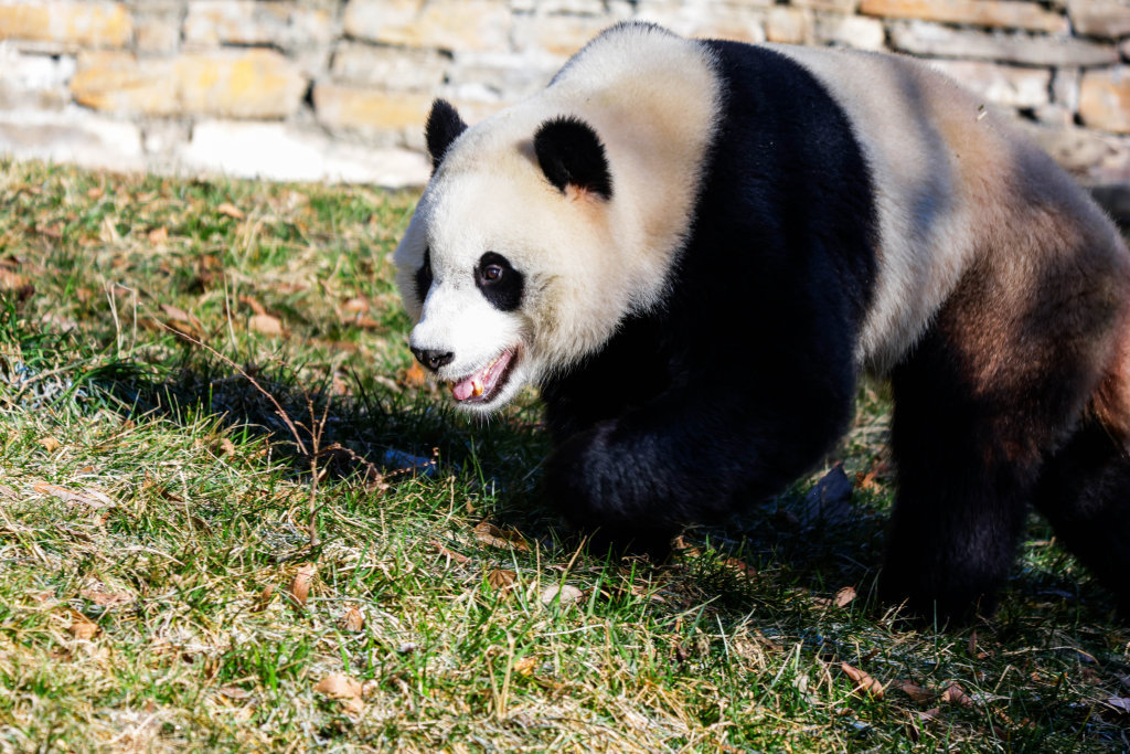 边境压力_边境局势生变枪声_黎以边境局势持续紧张