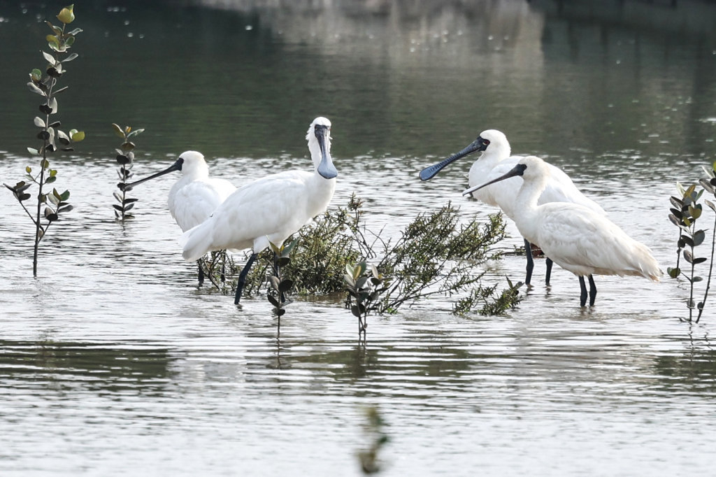 边境局势生变枪声_边境压力_黎以边境局势持续紧张