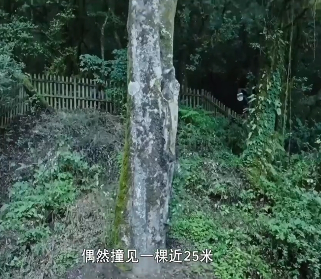全球最古老野生茶树有9层楼高