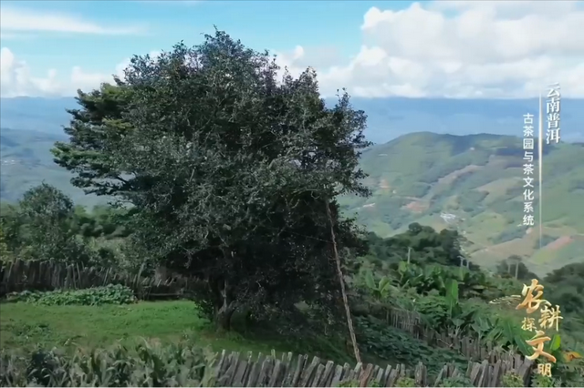 全球最古老野生茶树有9层楼高 自然界的宝贵财富！