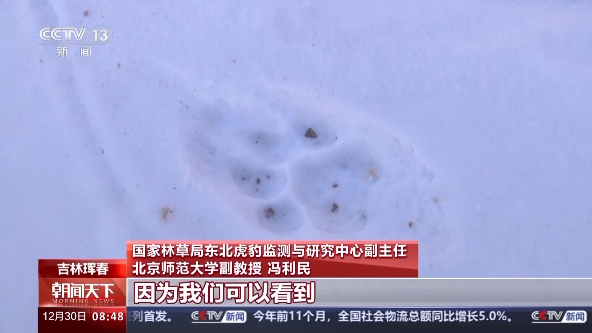 东北虎捕杀豹子视频_东北豹东北虎_捕食了73号东北豹的东北虎是谁