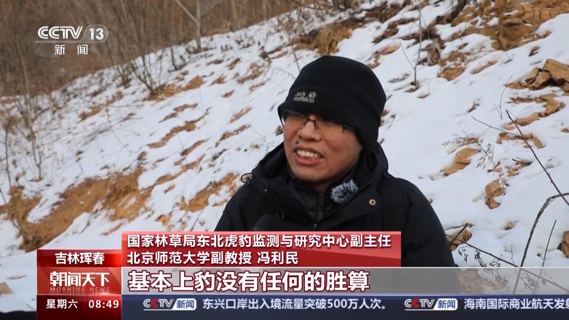 捕食了73号东北豹的东北虎是谁_东北豹东北虎_东北虎捕杀豹子视频