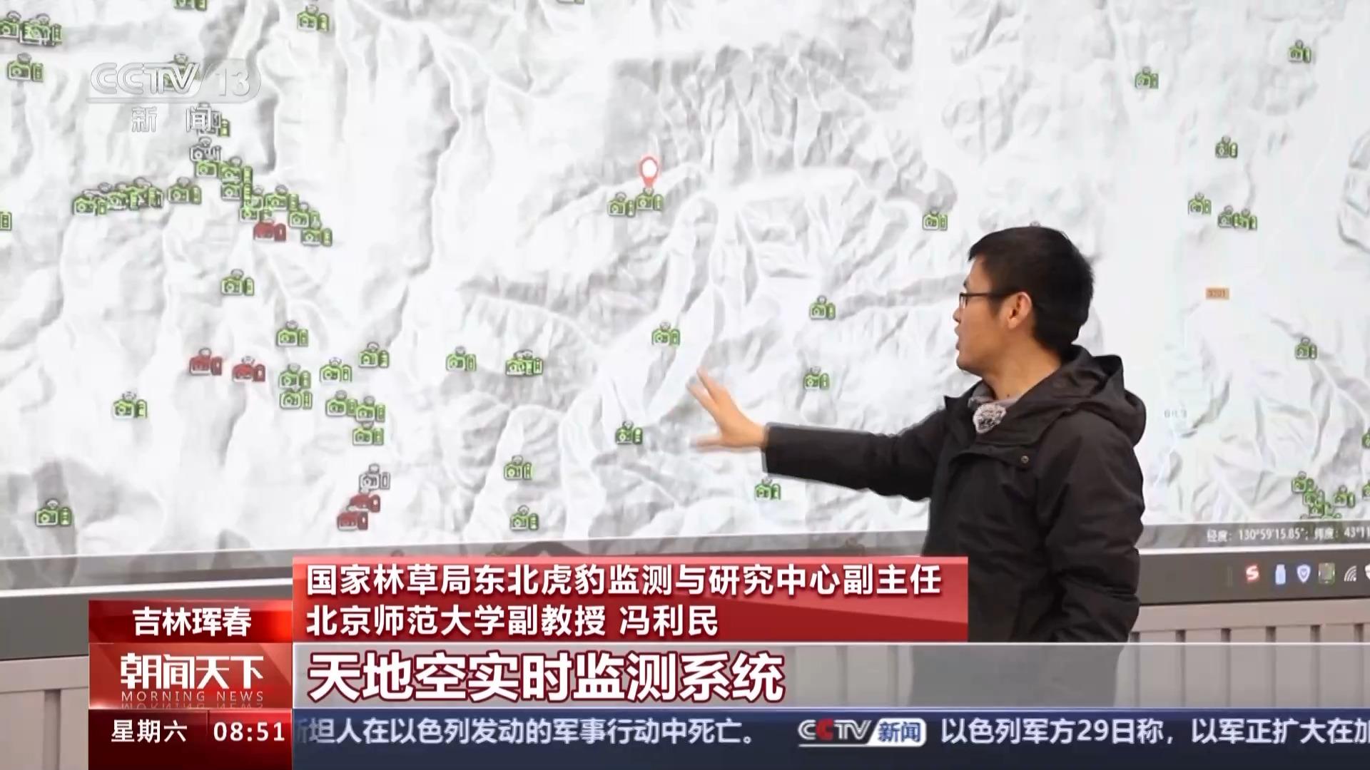 东北豹东北虎_东北虎捕杀豹子视频_捕食了73号东北豹的东北虎是谁