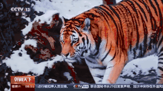 东北虎捕杀豹子视频_捕食了73号东北豹的东北虎是谁_东北豹东北虎