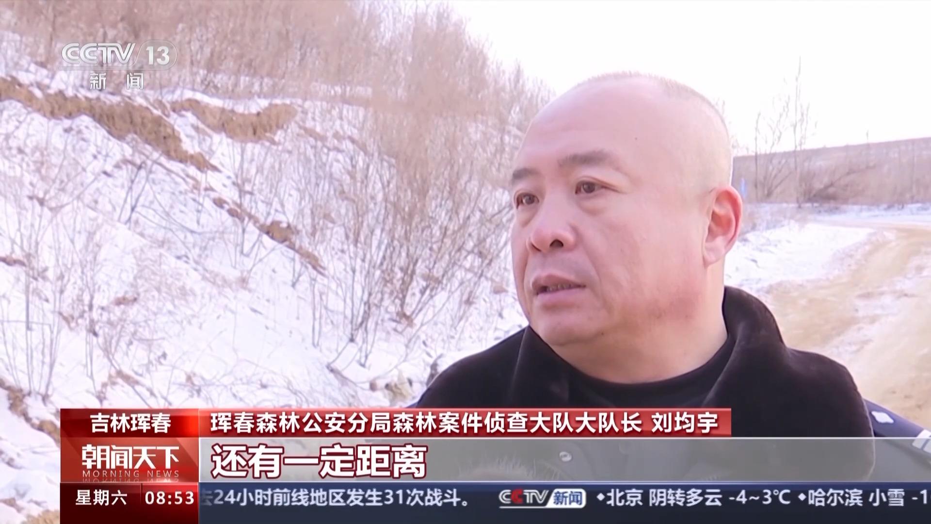 东北虎捕杀豹子视频_东北豹东北虎_捕食了73号东北豹的东北虎是谁