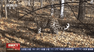 东北虎捕杀豹子视频_东北豹东北虎_捕食了73号东北豹的东北虎是谁