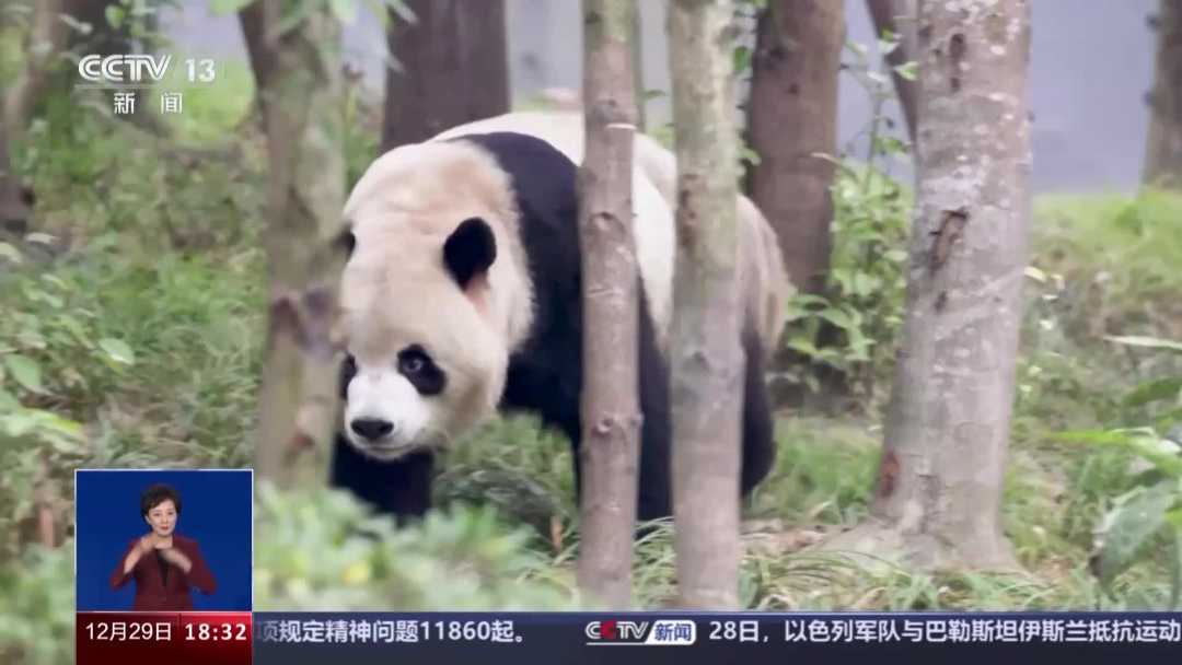 熊猫回家路是真熊猫吗_今年17只旅居大熊猫返回家乡_熊猫回家过年