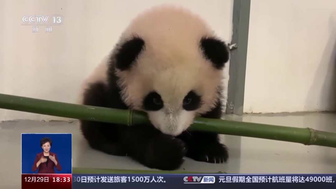 今年17只旅居大熊猫返回家乡_熊猫回家过年_熊猫回家路是真熊猫吗