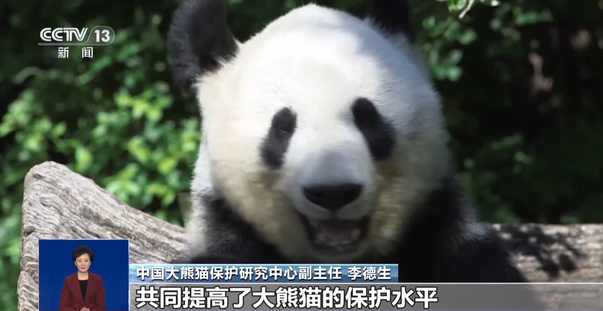 熊猫回家过年_熊猫回家路是真熊猫吗_今年17只旅居大熊猫返回家乡