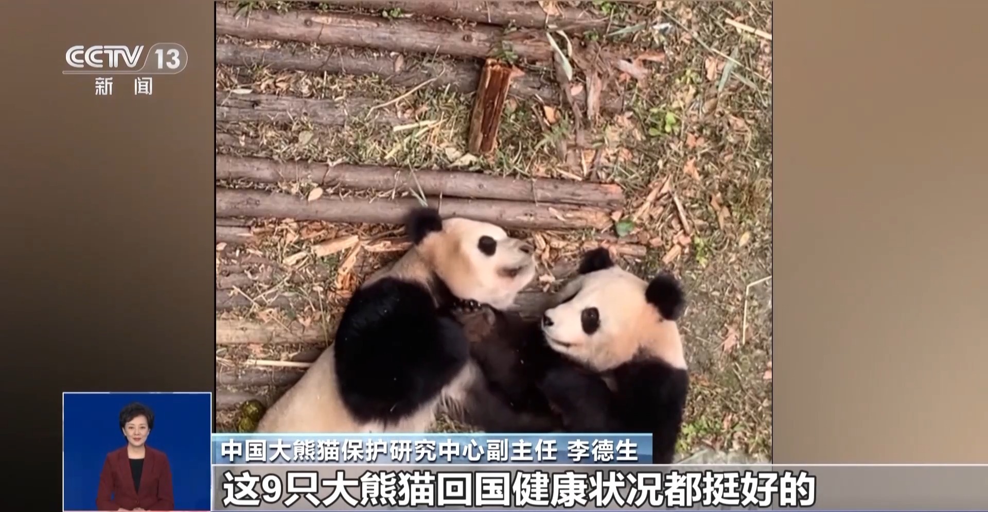 今年17只旅居大熊猫返回家乡_熊猫回家路是真熊猫吗_熊猫回家过年
