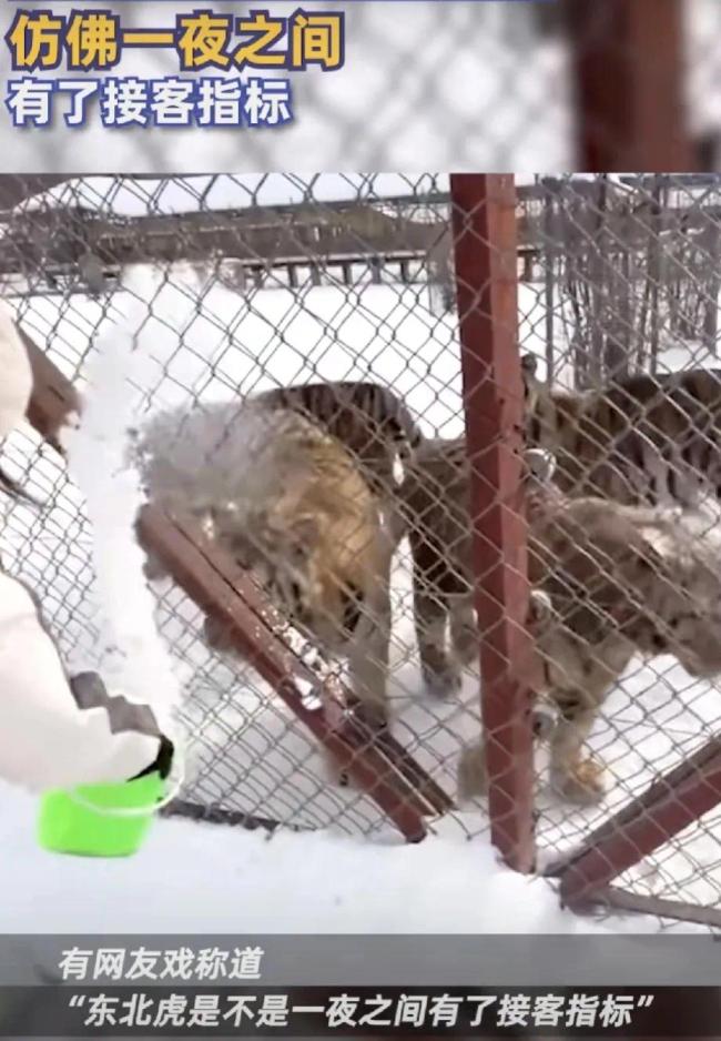 东北虎排队等着被泼雪 生怕泼不到自己“踹”走同伴 网友戏称“接客指标”