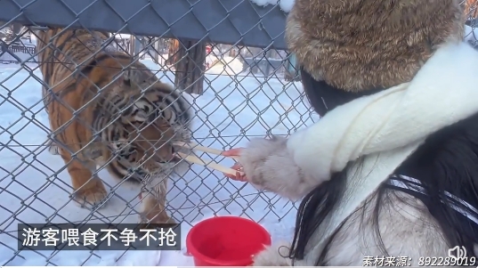 东北虎排队等着被泼雪_东北虎排队等着被泼雪_东北虎排队等着被泼雪