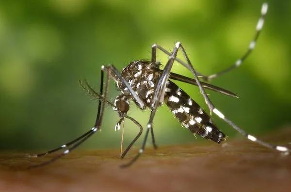 阿根廷用辐射给蚊子做绝育 阿根廷卫生部：23年蚊虫感染人数超13万人