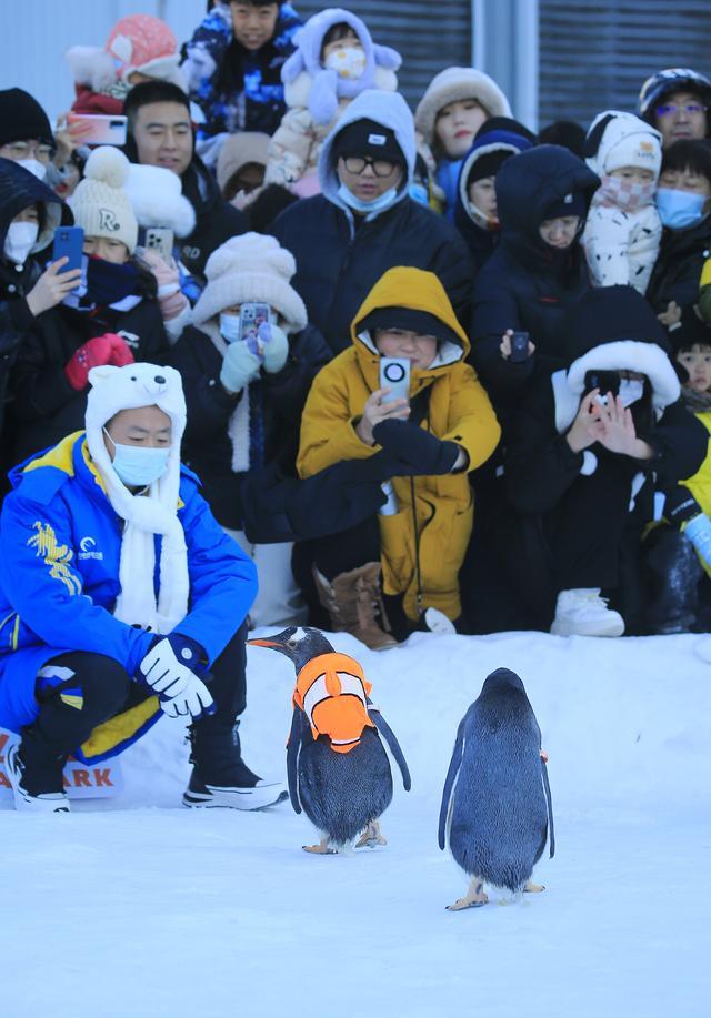 哈尔滨雪地里有骆驼了！冻梨摆盘、热气球上阵，哈尔滨“掏家底”宠游客