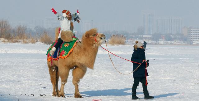 哈尔滨雪地里有骆驼了！冻梨摆盘、热气球上阵，哈尔滨“掏家底”宠游客