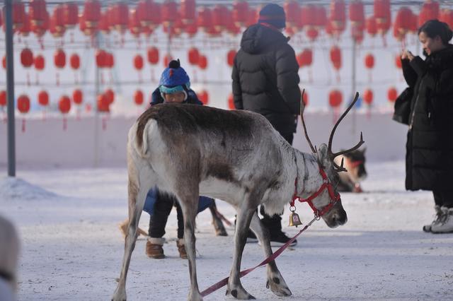 哈尔滨雪地里有骆驼了！冻梨摆盘、热气球上阵，哈尔滨“掏家底”宠游客