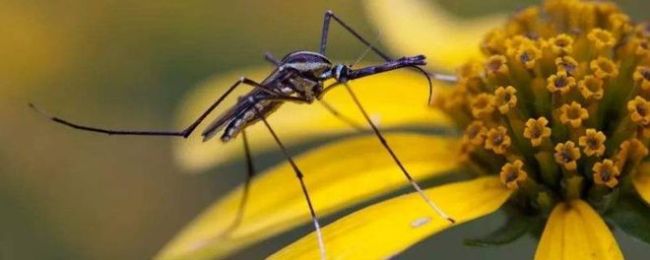 阿根廷用辐射给蚊子做绝育,美国已应用！