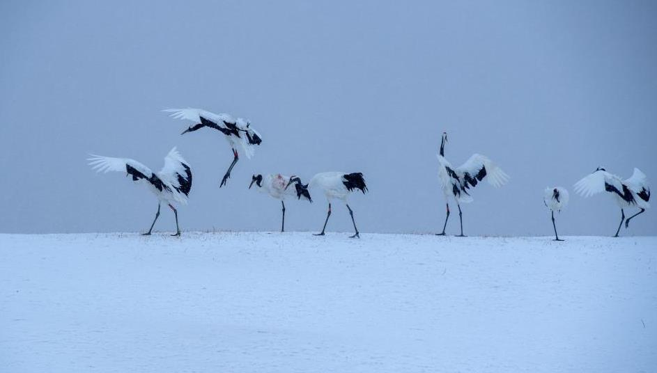 吉尼斯世界纪录冰人_冰雪大世界拿下吉尼斯世界纪录_中国冰雪世界吉尼斯纪录