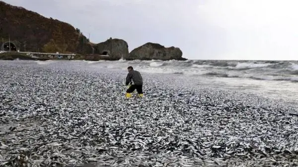 日本北海道鱼场原因_北海道渔场消失_日本北海道海岸再现大量死鱼