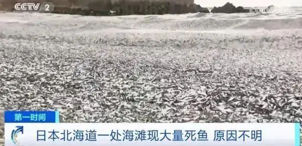 北海道渔场消失_日本北海道海岸再现大量死鱼_日本北海道鱼场原因