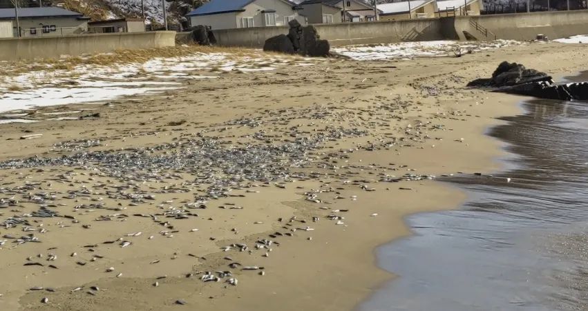 日本北海道海岸再现大量死鱼_北海道的鱼_北海道渔场鱼类