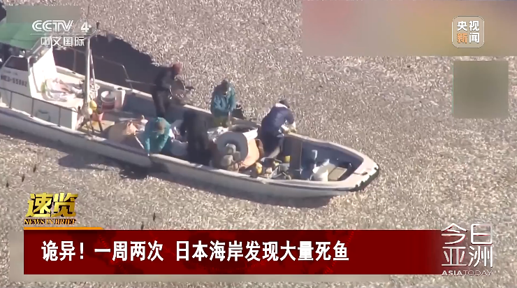 日本北海道海岸再现大量死鱼_北海道渔场鱼类_北海道的鱼