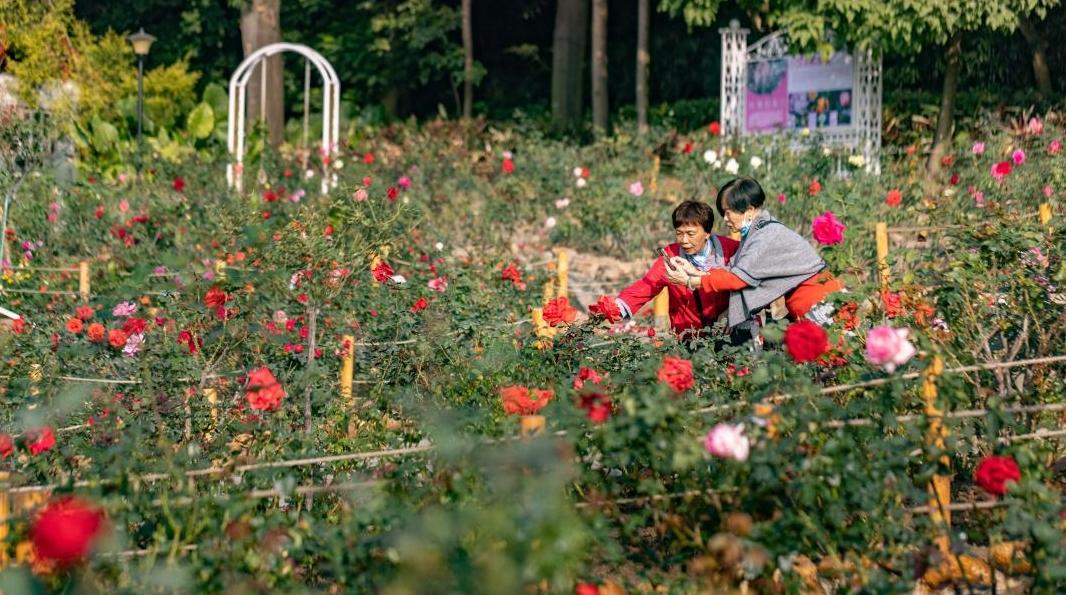 烂漫花海惹人醉！广州云台花园1.2万棵月季花盛放