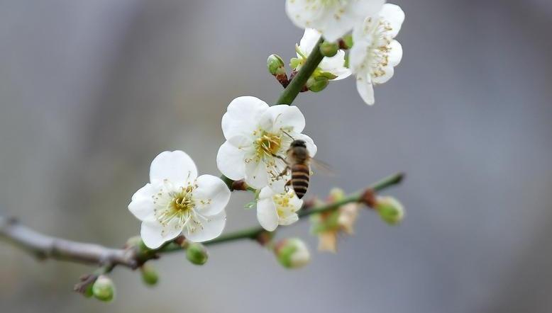 千年花城 每月一花丨得春独早，“梅”景醉人