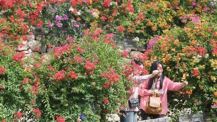 一图读懂！春节在广州，去哪里赏花、看展、游园？