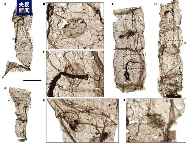 中国发现多细胞真核生物化石 16.3亿年前全球最早