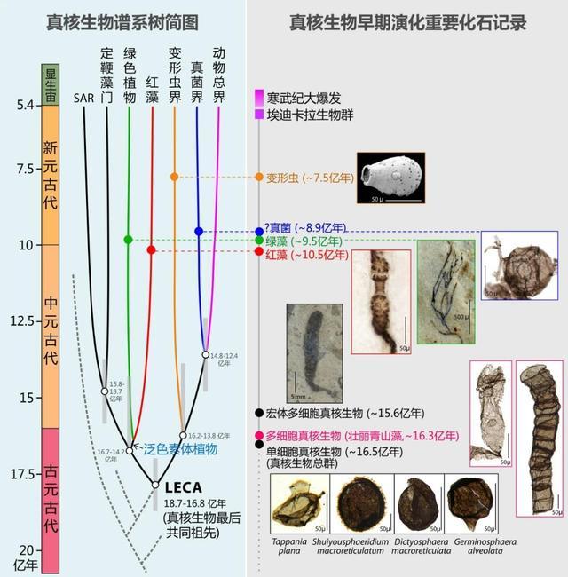 中国发现多细胞真核生物化石 16.3亿年前全球最早