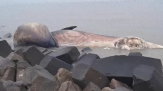 汕头发现一具鲸鱼尸体