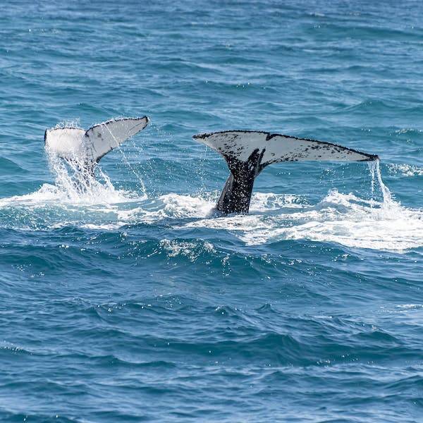 汕头发现一具鲸鱼尸体 工作人员：现场已经围起来，不让人接近避免意外情况