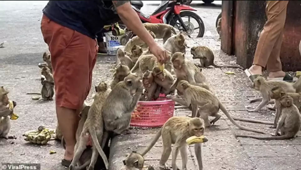 泰国小镇被3500只猴子占据_猴子在泰国_泰国猴子最多的地方