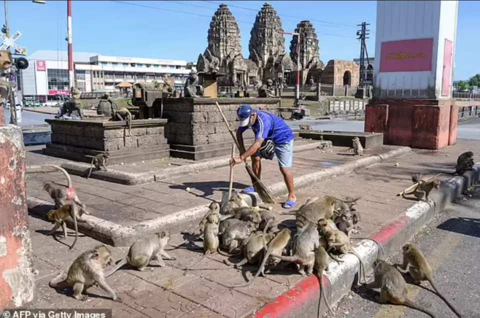 泰国小镇被3500只猴子占据_泰国猴子最多的地方_猴子在泰国