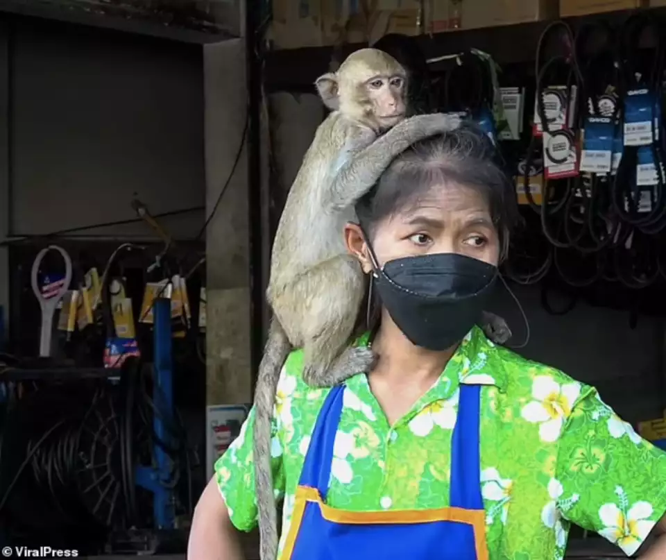 泰国猴子最多的地方_泰国小镇被3500只猴子占据_猴子在泰国