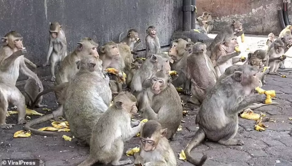 泰国猴子最多的地方_猴子在泰国_泰国小镇被3500只猴子占据