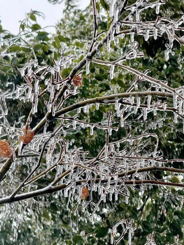 大雪压枯枝_大雪断压树冻雨怎么形容_一场冻雨大雪为何压断了那么多树