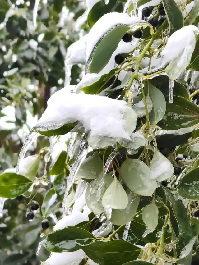 大雪压枯枝_大雪断压树冻雨怎么形容_一场冻雨大雪为何压断了那么多树