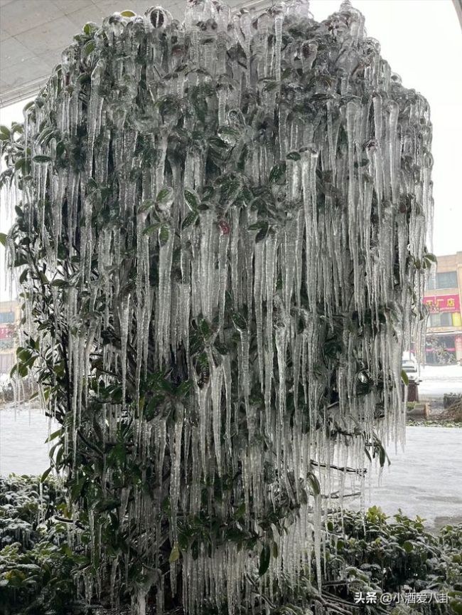 湖北人上班像丛林探险 一路上穿越了整个神农架