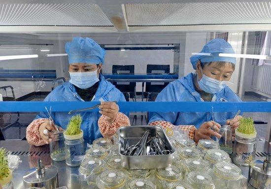 技术人员在河北省张家口市德胜村一处育种室内培育微型马铃薯瓶苗（2024年2月4日摄）。新华社发