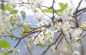 高清图：花海迎客，钦州市钦北区碗窑村新年梨花开