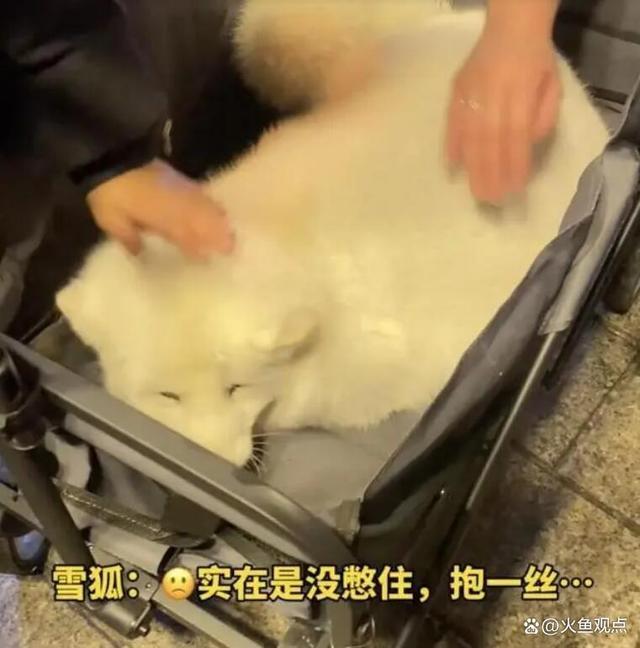 哈尔滨文旅称白狐合影不合规 拉游客一身摊主遭索赔1500元，网友评论炸锅！