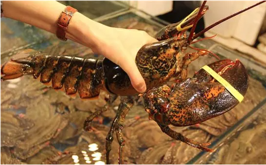 春节上海市场日本进口鱼类销售火爆？