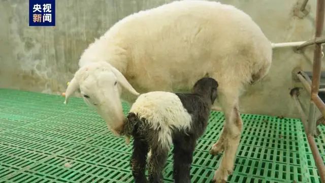 全球首个飞行汽车_“飞行汽车”首飞成功_首台飞行汽车