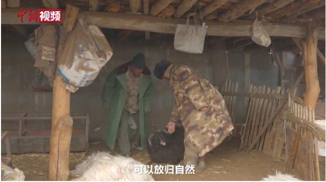 新疆乌什雪豹夜袭羊圈咬死40多只羊，牧民报警救助