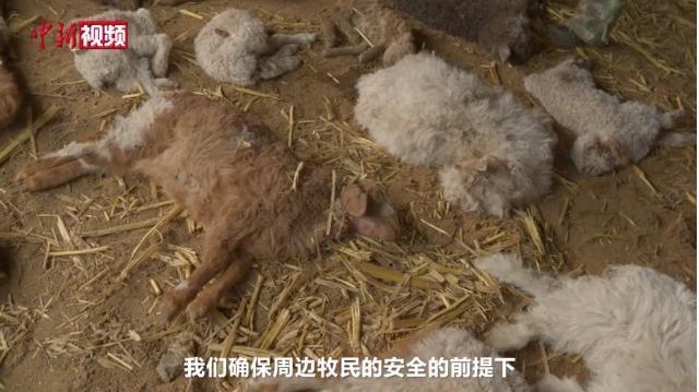 新疆乌什雪豹夜袭羊圈咬死40多只羊，牧民报警救助