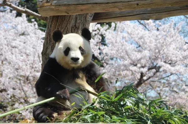 29岁旅日大熊猫“爽爽”因病死亡 其标本将运返回国